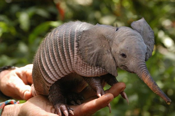 Броненосец муравьед Утконос