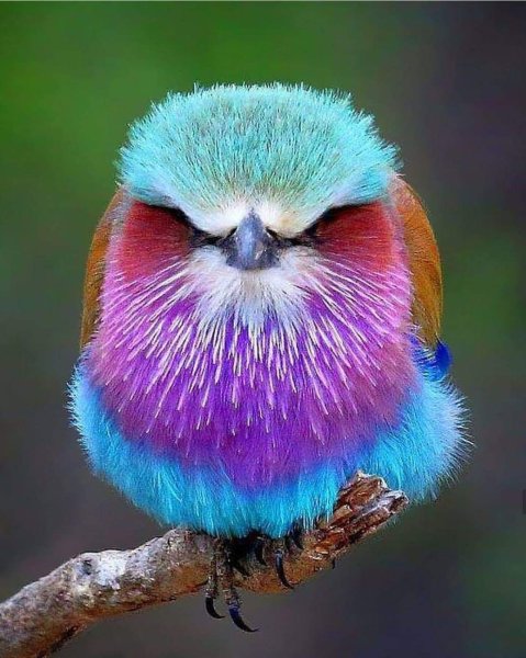 Сиреневогрудая сизоворонка птица