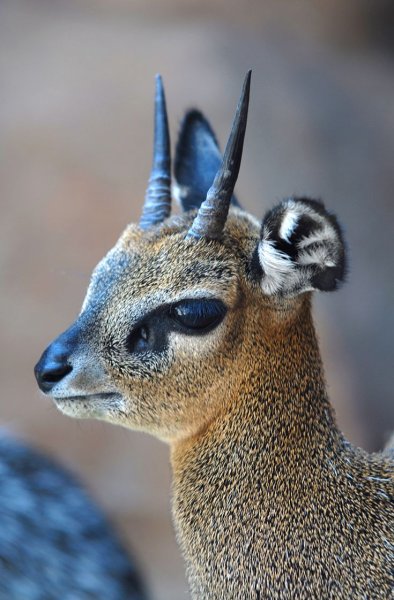 Странные животные