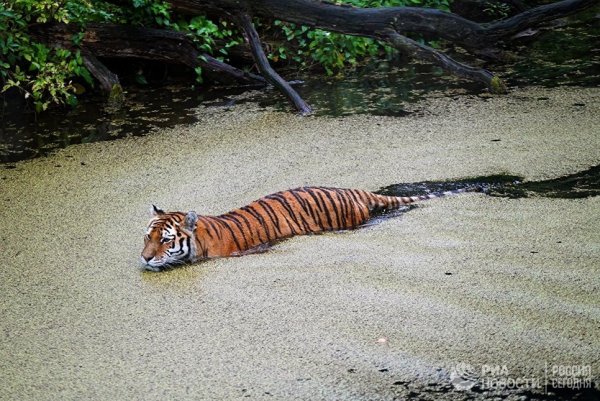 Необыкновенные животные России