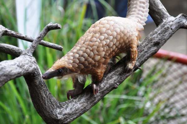 Удивительные животные мира