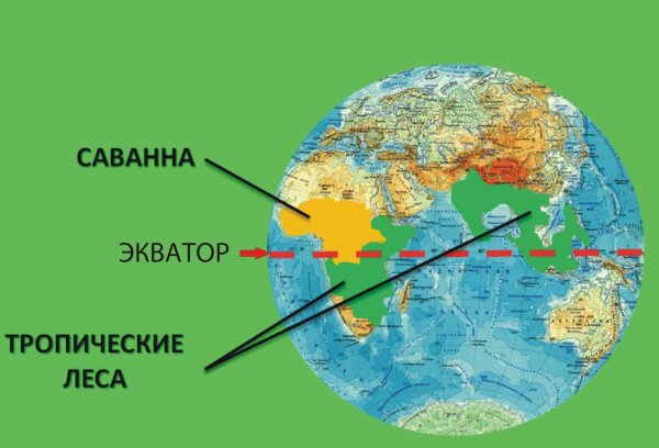 Савана и тропический лес