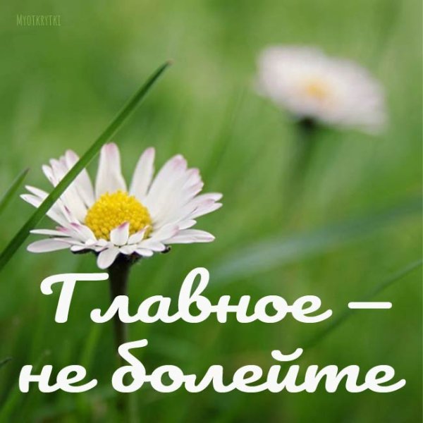 Ромашки выздоравливай