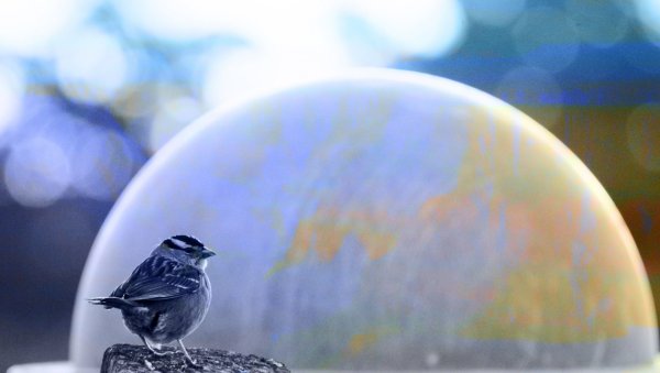 Земной шар и птицы