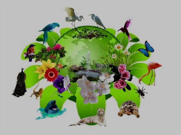 Мир природы экология