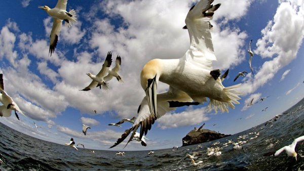 Птица над землей