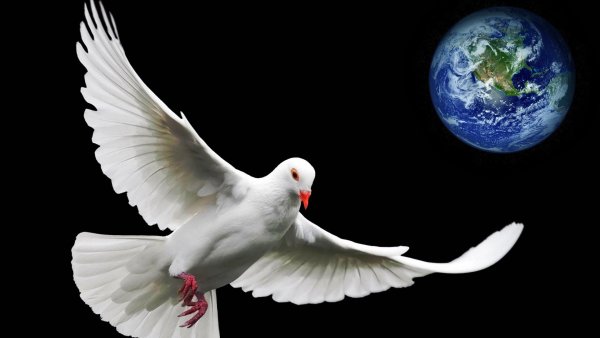 Белый голубь