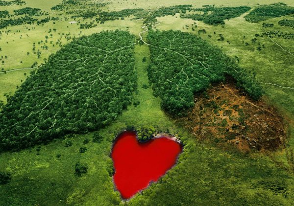 Лес легкие планеты