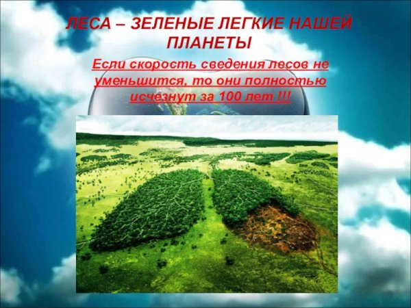 Зеленые легкие планеты