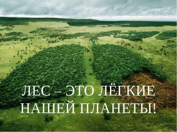 Леса легкие планеты