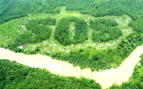 Площадь лесов Индонезии