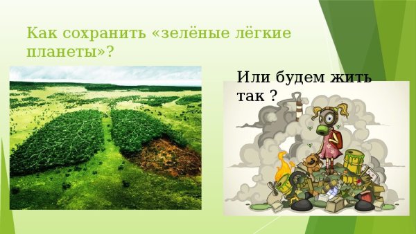 Лес легкие планеты