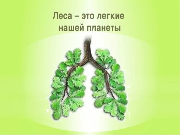 Лес лёгкие нашей планеты