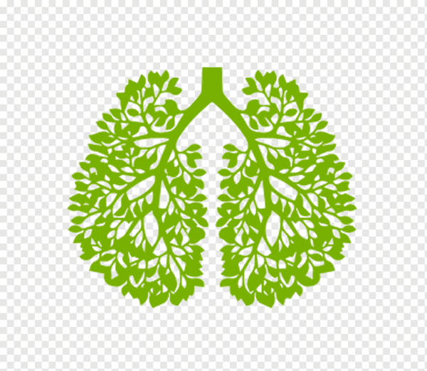 Дерево в виде легких