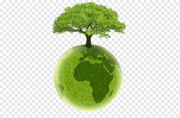 Дерево на земном шаре