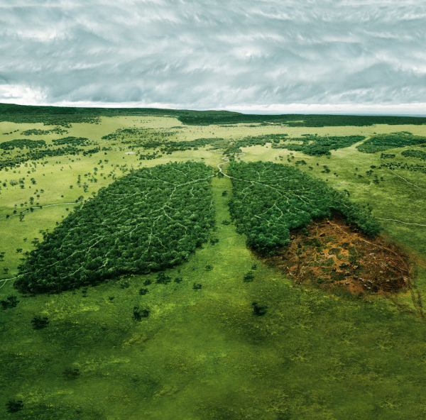 Леса легкие земли