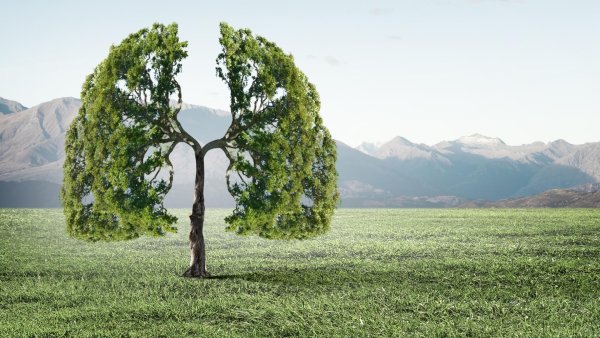 Лес легкие планеты