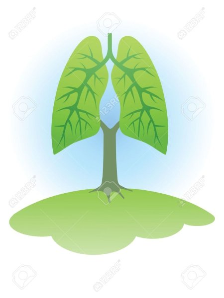 Зеленые легкие