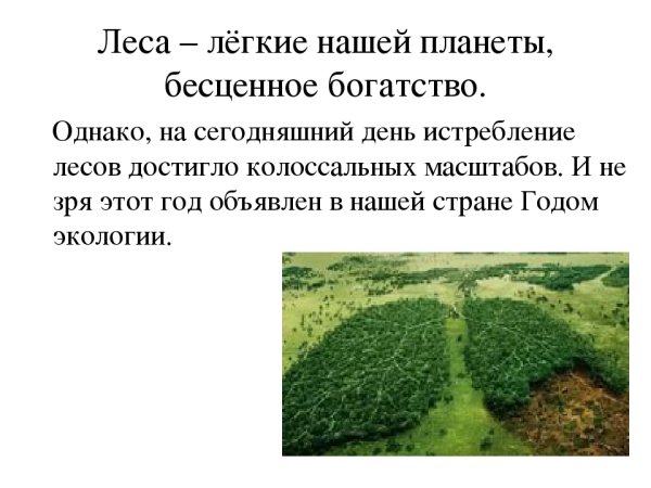 Лес легкие нашей планеты