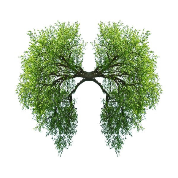 Дерево в виде легких