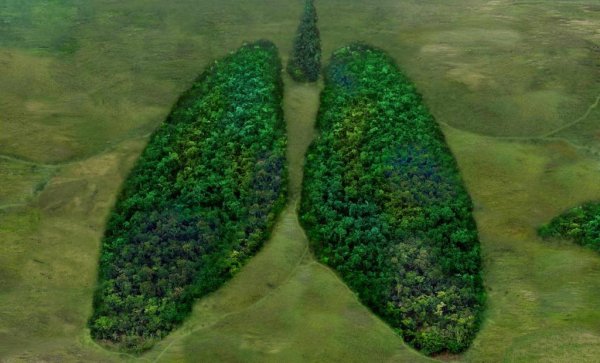 Зеленые легкие планеты