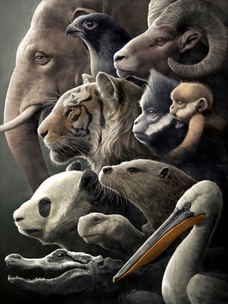 Животные коллаж