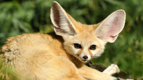 См мые необычные животные