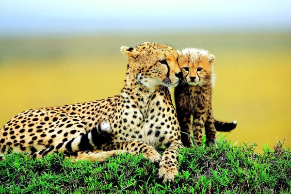 Cheetah (гепард)