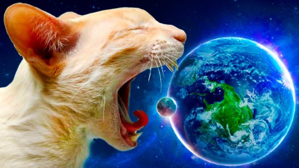 Планета котят