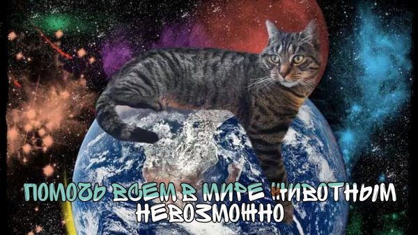 Кот Планета