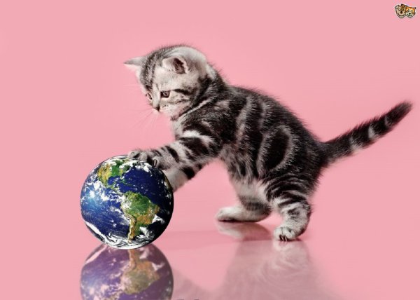 Котята с глобусом