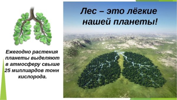 Лес легкие нашей планеты