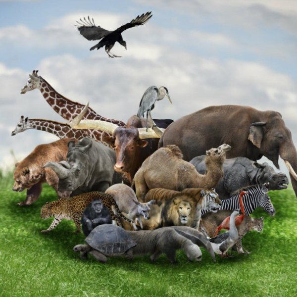Много разных животных