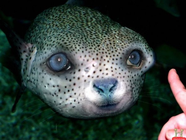 Глаза морских животных