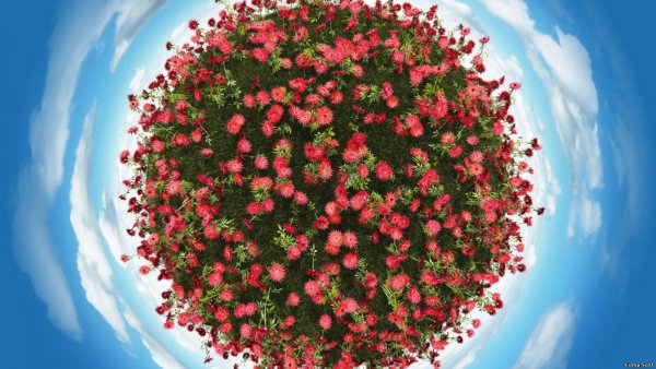 Планета в цветах