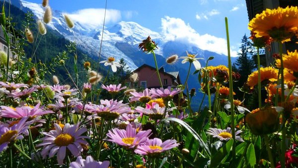 Цветок на земле