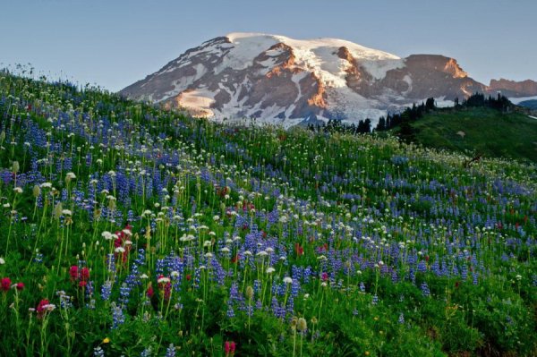 Цветы планеты