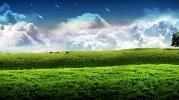 Цифровое поле