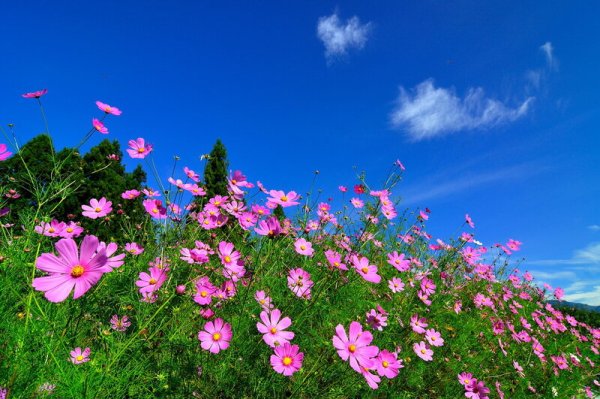 Земля с цветами