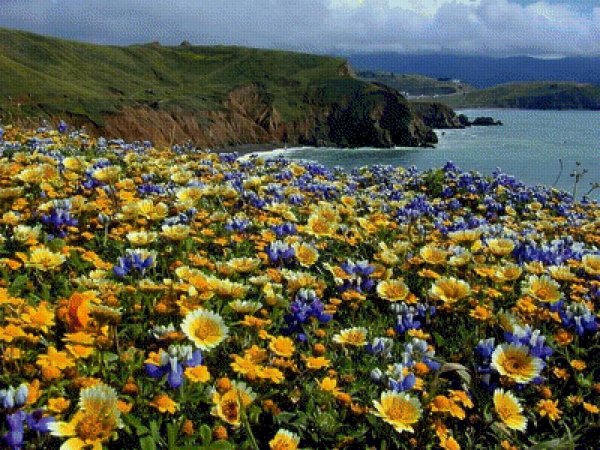 Цветы - остатки рая на земле