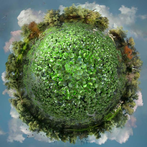 Растения на планете земля