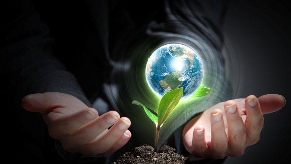 Росток в ладонях