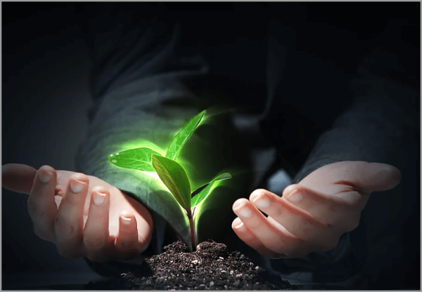 Росток в руках человека