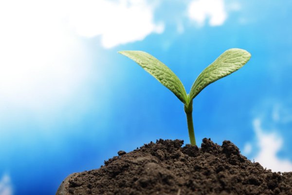 Росток на фоне неба