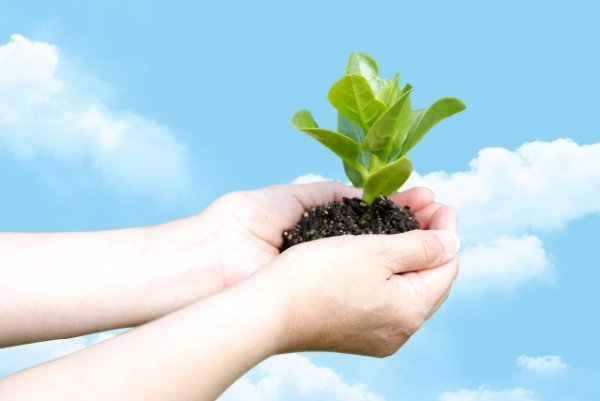 Руки с землей и ростком