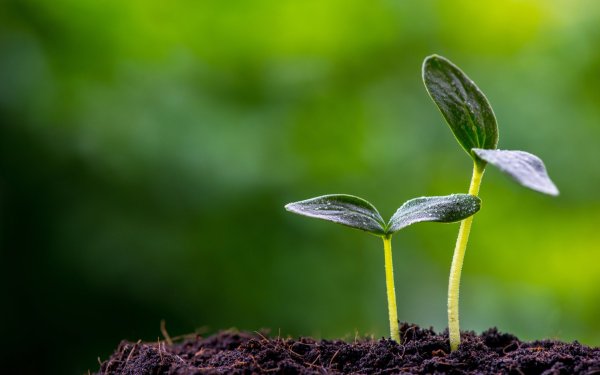 Зеленый Росток