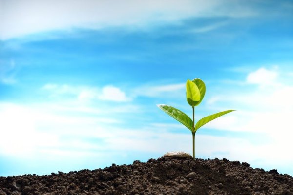 Росток на фоне неба
