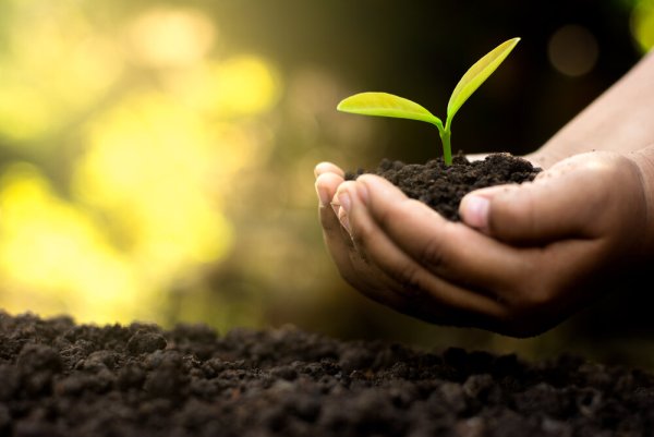 Росток на ладони небо