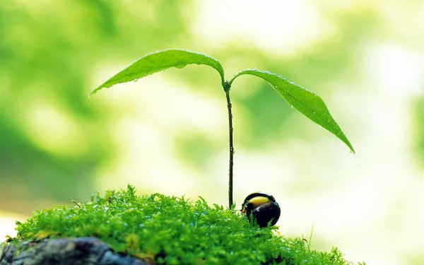 Росток жизни