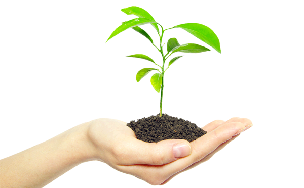 Рассада в руках